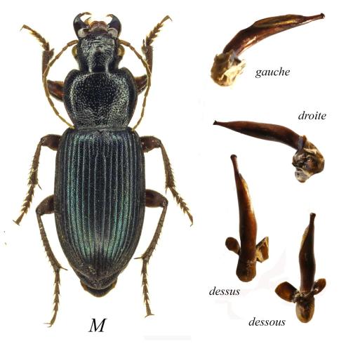 Ophonus sp.